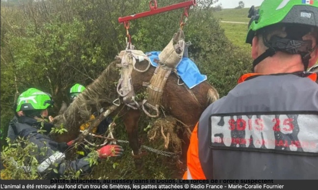 Justice pour ce cheval laissé à mourir au fond d’un trou, les quatre pattes attachées