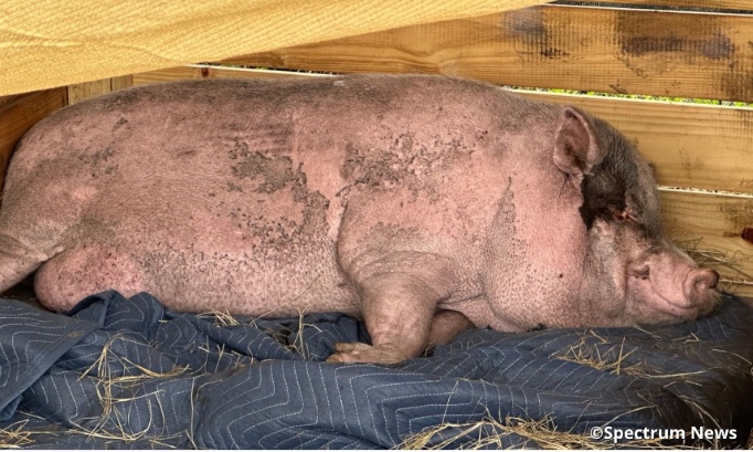 Justice pour Waddles : le cochon brûlé au troisième degré