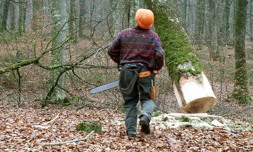 Bloquons le projet d'abattage de 269 platanes sur le boulevard Bineau
