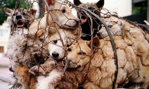 Stop au carnage des chiens et chats en Chine et au Vietnam !