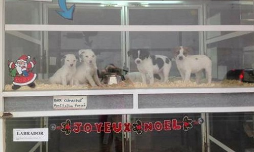 Interdire la vente de chiens et de chats dans l'animalerie du centre Leclerc de Bourg-lès-Valence (26)