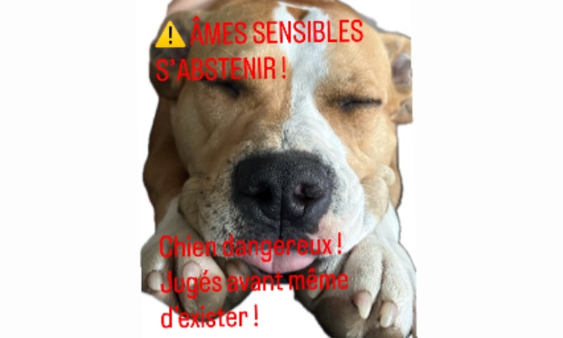 Stop au racisme sur les chiens catégorisés