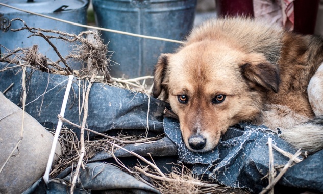250 animaux morts dans un élevage clandestin en Espagne...