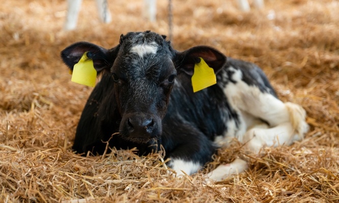 Stop à la maltraitance des veaux : agissons maintenant !