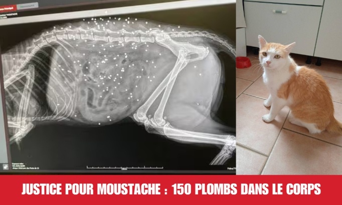 Justice pour Moustache : 150 plombs dans le corps