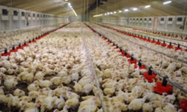 Non à l'élevage intensif de poulets à Ermeton-sur-Biert !