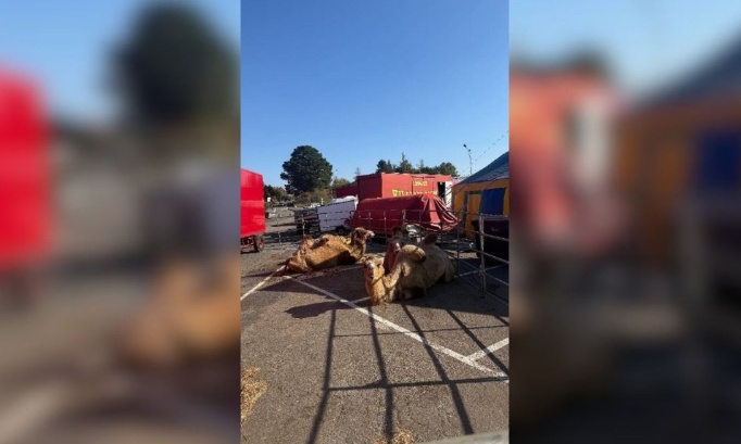 Pour une ville sans cirques avec animaux