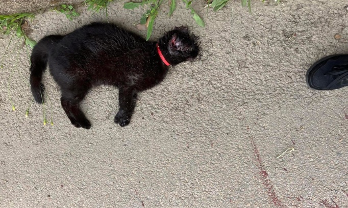 Stop aux chiens tueurs de chats à Ogliastrello - commune de Figari - Corse du Sud