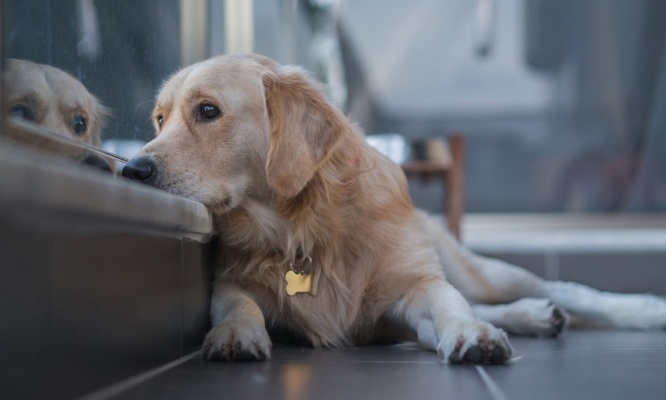 Stop à la souffrance des animaux et au bruit insupportable !