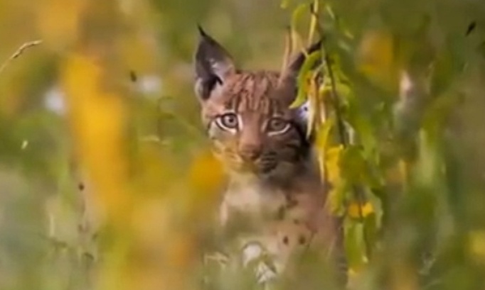 Stop au braconnage des lynx