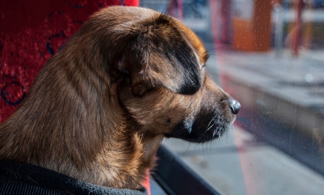 Pour une révision du règlement des transports publics pour nos animaux de compagnie