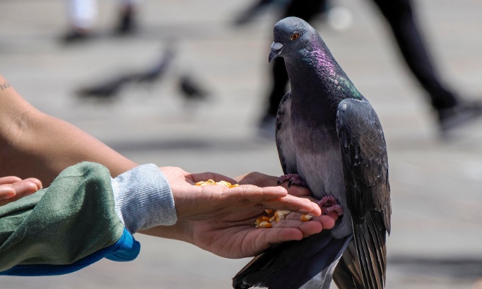 Les pigeons blessés méritent des soins, pas l’indifférence
