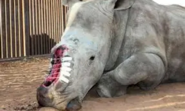 Stop au braconnage, protégeons notre faune !