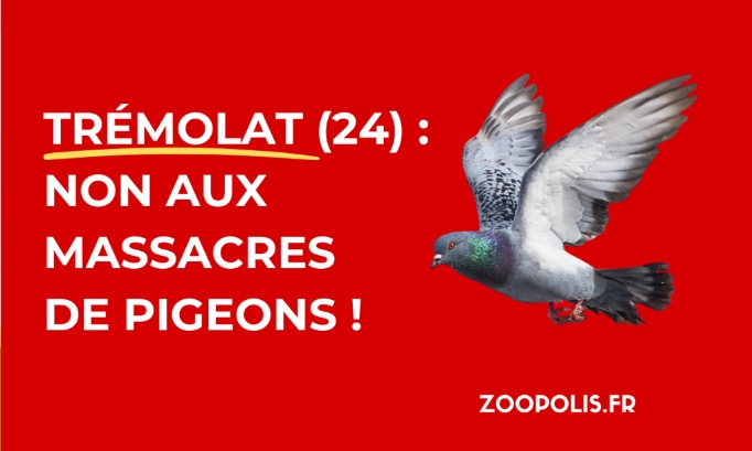 Stop aux massacres de pigeons à Trémolat !