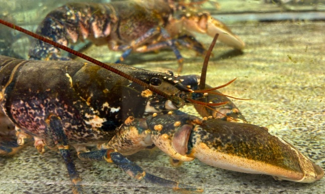 Interdisez la vente de crustacés en aquarium minuscule !