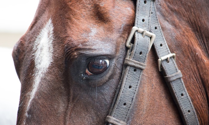 Stop à la violence envers les chevaux  !
