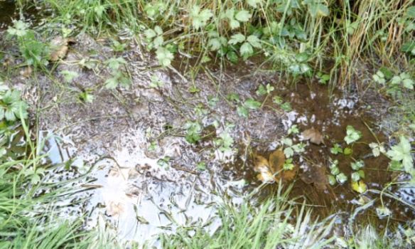 Sos zone humide en danger