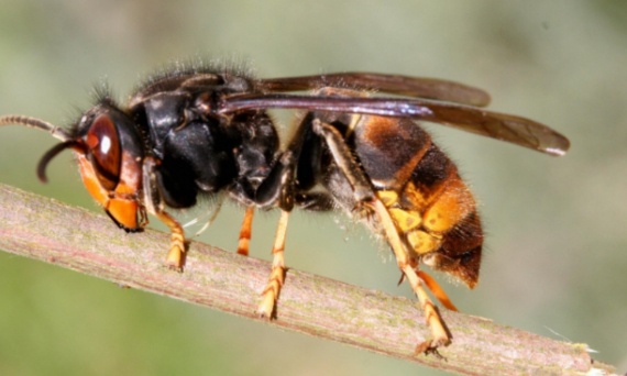 Urgence : Lutte contre l’invasion des frelons asiatiques à Wanze et environs