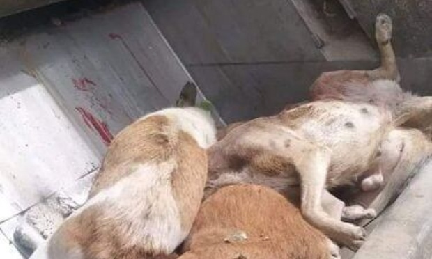 Fès, Maroc : massacres des chiens errants, toujours les mêmes violences, la même barbarie qui perdure