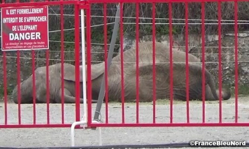 Exilée, trahie, oubliée : Sauvez Samba du faux sanctuaire hongrois !