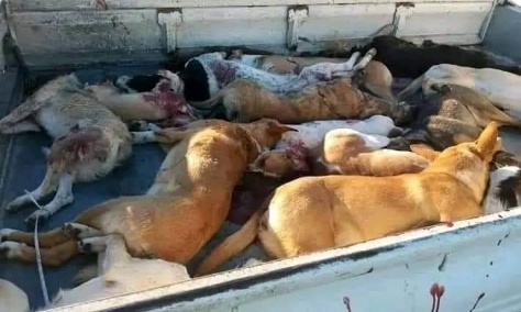 Stop à l'abattage cruel des animaux errants en Algérie !