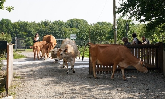 Transformer la ferme pédagogique des Gayeulles en sanctuaire pour animaux de réforme