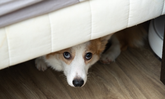 Stop à la zoophilie et à la prostitution animale maintenant !