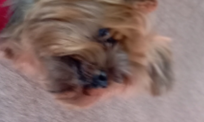 Stop à la maltraitance animale, agissons maintenant !