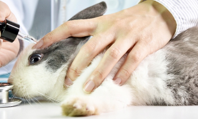 Stop aux massacres et à la torture des animaux !