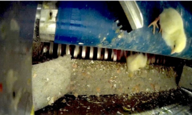 Stop au broyage des poussins ! Encore autorisé dans la filière viande.