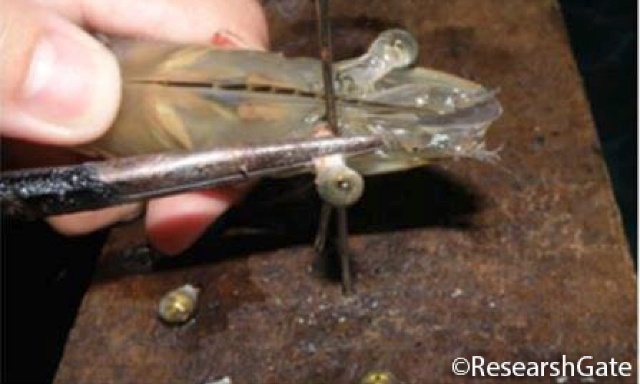 End the Cruel Removal of Eyestalks in Farmed Shrimp