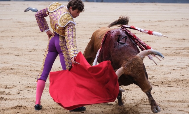 Stop à la corrida et à la souffrance des taureaux !
