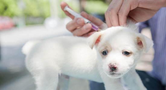 Stoppons à la sur-vaccination de nos animaux de compagnie