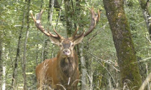 Hermès le cerf : pour qu'un roi reste vivant