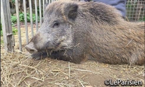 Sauvons Maurice, le jeune sanglier rescapé promis...