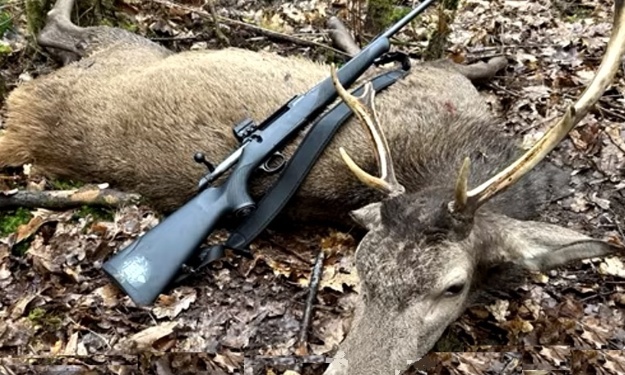Stop à l’abattage massif des cervidés Pour une vraie...