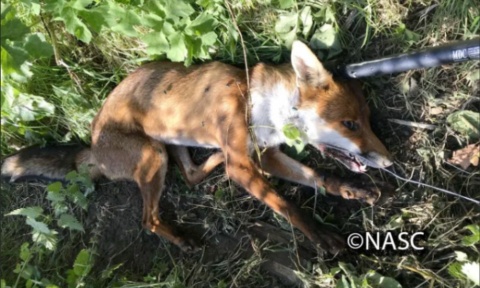 End the silent suffering: Ban snares in the UK