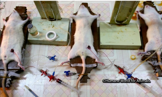 Pour l'arrêt immédiat de l'expérimentation animale...