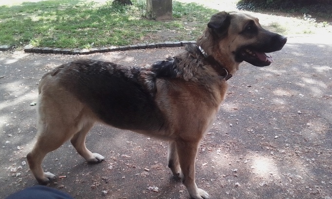 Stop à la catégorisation des chiens par race !