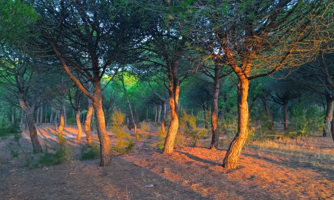 Non à la création d'un parc d'attraction de dinosaures dans la pinède de Port Leucate