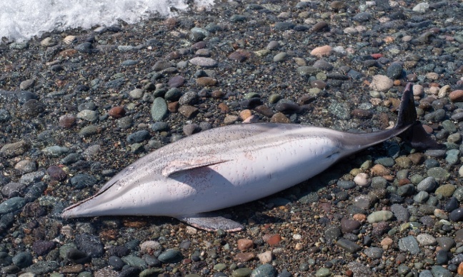 Stop à la chasse inhumaine des dauphins !