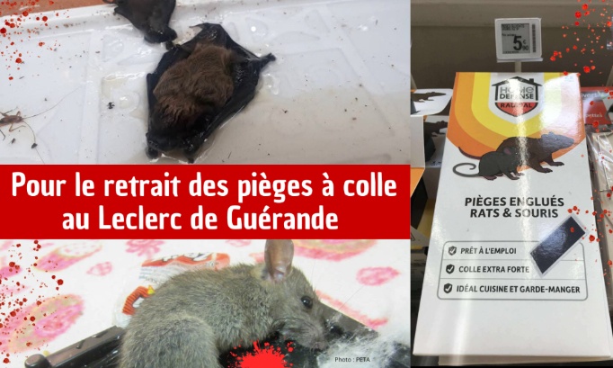 Pour la fin de la vente des pièges à colle au Leclerc de Guérande