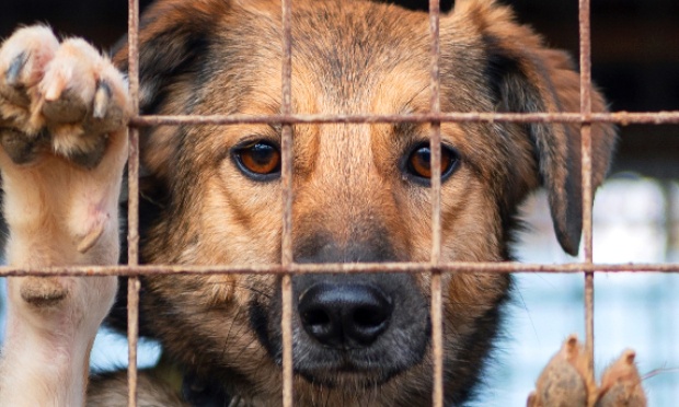 Pour sauver les animaux en détresse et garantir leur adoption