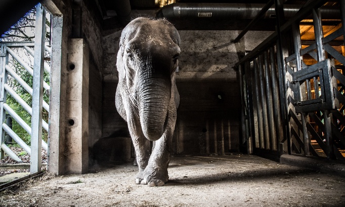 Stop UK Zoos from Importing Wild Elephants