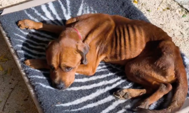 Zaf, un chien sauvé de l'enfer : une peine maximale...