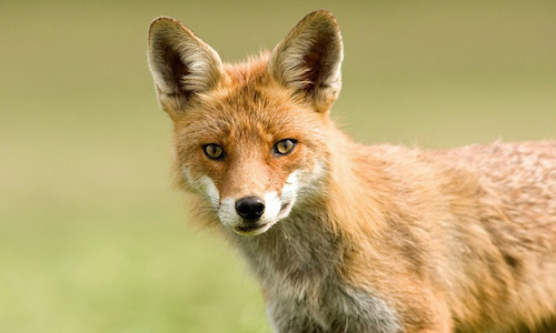 Faire cesser l'abattage des animaux classés nuisibles