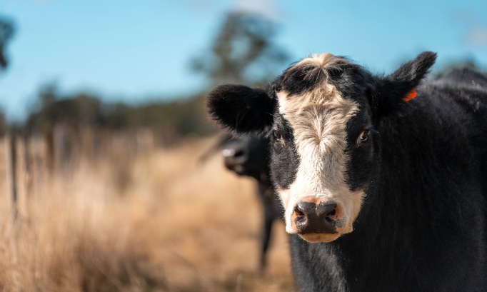 CONTRE L'ABATTAGE de nos BOVINS En  BONNE  SANTÉ !!! C'est d'une urgence extrême !