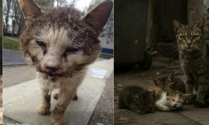 Stérilisation obligatoire : APPLICATION DES SANCTIONS pour lutter contre les souffrances et la surpopulation