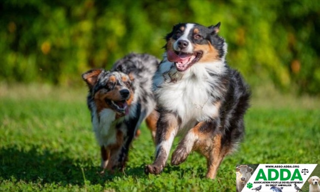 Exigeons des aires d'ébats plus grandes pour nos chiens, à Nice, comme ailleurs !