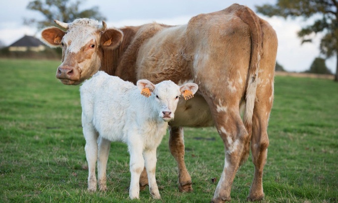 Horreur insoutenable : une vache et son petit horriblement massacrés par des ados